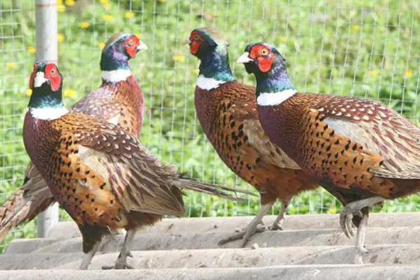 五彩山鸡怎么饲养，主喂玉米、豆粕、骨粉等精饲料