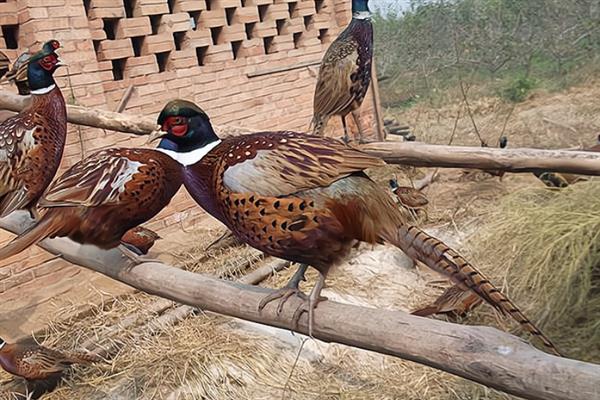 五彩山鸡怎么饲养，主喂玉米、豆粕、骨粉等精饲料