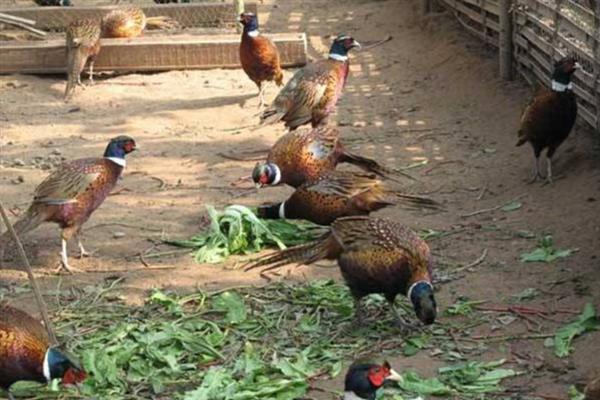 五彩山鸡怎么饲养，主喂玉米、豆粕、骨粉等精饲料