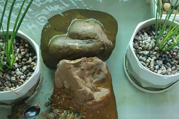 火焰乌龟能长多大，能长到35-45厘米
