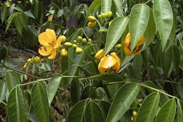番泻叶的种植方法，生长期间主施氮肥
