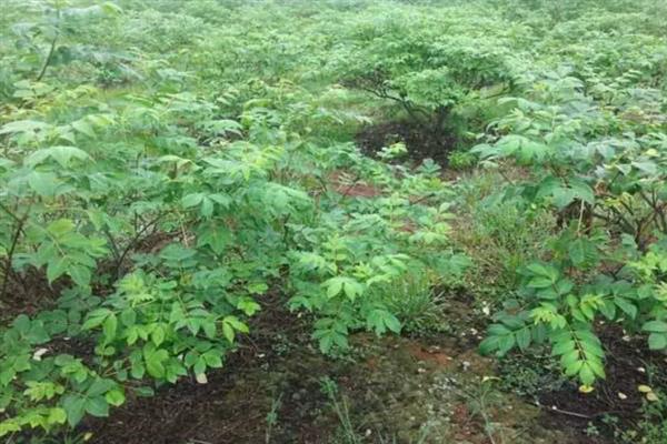 番泻叶的种植方法，生长期间主施氮肥