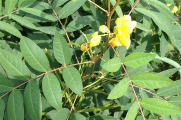 番泻叶的种植方法，生长期间主施氮肥