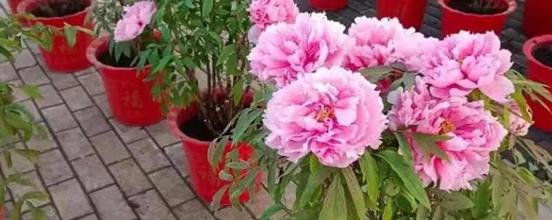 盆栽牡丹花的养殖方法，栽植前浇2次透水