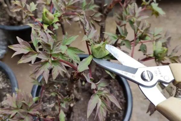盆栽牡丹花的养殖方法，栽植前浇2次透水