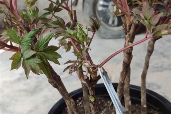 盆栽牡丹花的养殖方法，栽植前浇2次透水