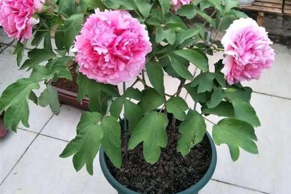 盆栽牡丹花的养殖方法，栽植前浇2次透水