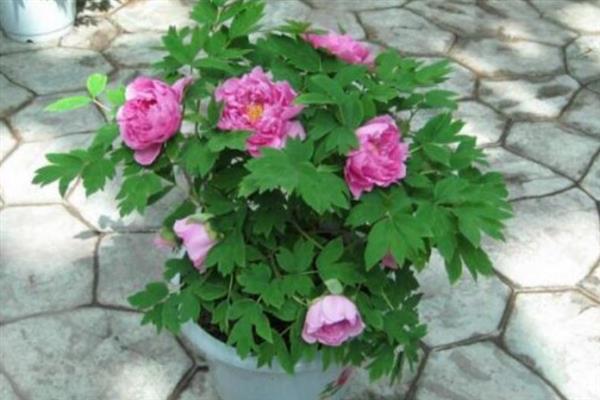 盆栽牡丹花的养殖方法，栽植前浇2次透水