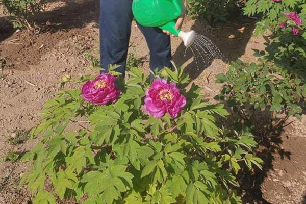 盆栽牡丹花的养殖方法，栽植前浇2次透水
