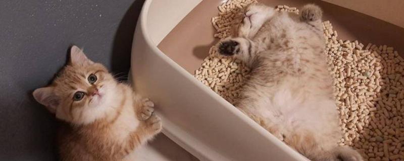 猫为什么睡在猫砂盆里面，属于缺乏安全感、保卫领地、患有疾病的体现