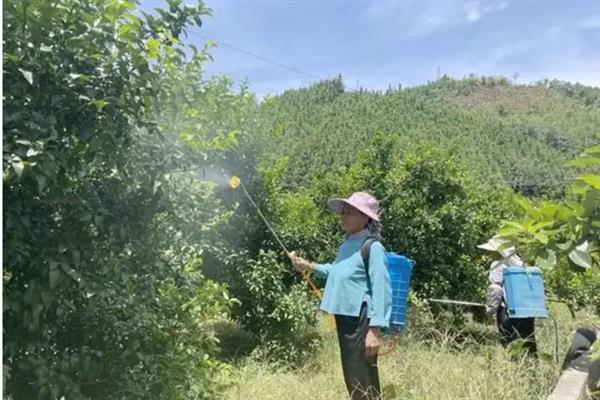 种植蜂糖李的要点，水分供应需确保充足