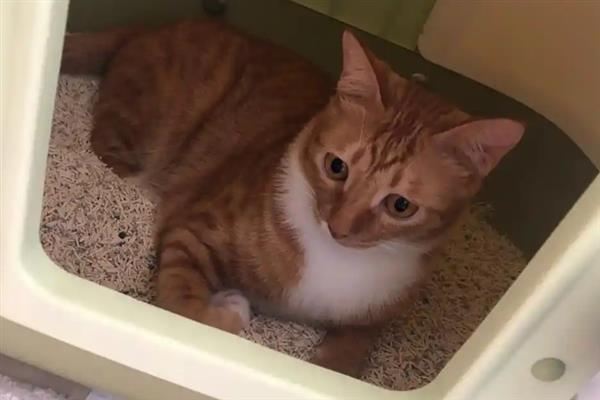 猫为什么睡在猫砂盆里面，属于缺乏安全感、保卫领地、患有疾病的体现