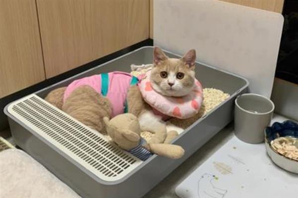 猫为什么睡在猫砂盆里面，属于缺乏安全感、保卫领地、患有疾病的体现
