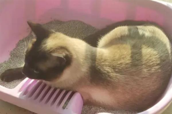 猫为什么睡在猫砂盆里面，属于缺乏安全感、保卫领地、患有疾病的体现