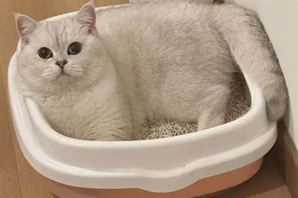 猫为什么睡在猫砂盆里面，属于缺乏安全感、保卫领地、患有疾病的体现