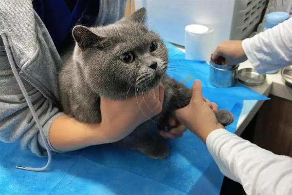 猫为什么睡在猫砂盆里面，属于缺乏安全感、保卫领地、患有疾病的体现