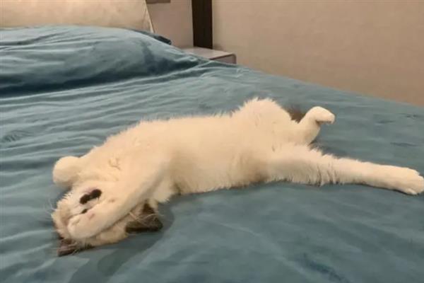 猫为什么睡在猫砂盆里面，属于缺乏安全感、保卫领地、患有疾病的体现
