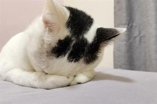 猫为什么睡在猫砂盆里面，属于缺乏安全感、保卫领地、患有疾病的体现