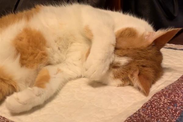 猫为什么睡在猫砂盆里面，属于缺乏安全感、保卫领地、患有疾病的体现