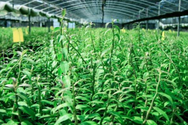 铁皮石斛的食用方法，泡茶、榨汁、直接吃都可以