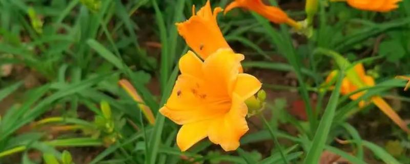 忘忧草的花语，寓意伟大的母爱、遗忘的爱等