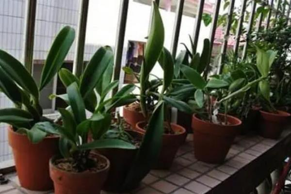 阿开木木的植物种类，又叫卡特兰