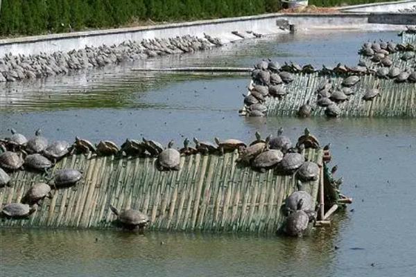 甲鱼如何喂养，采取定时、定点、定量、定质的原则