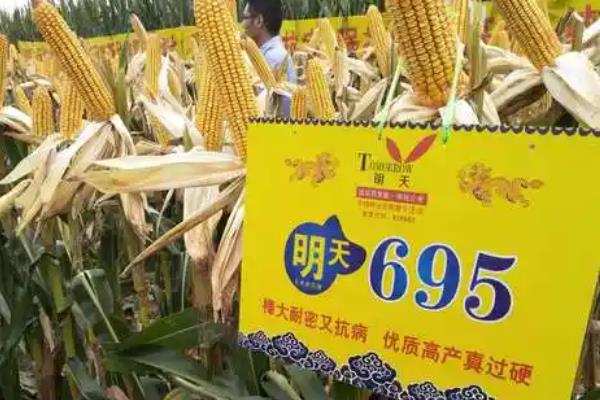 明天695的特征特性，生育期一般在109天左右