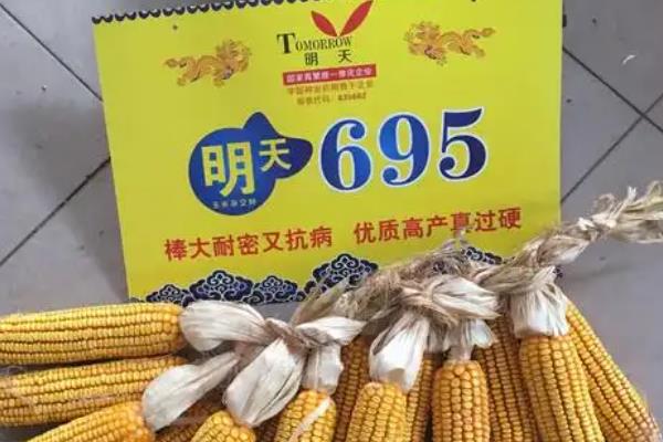 明天695的特征特性，生育期一般在109天左右