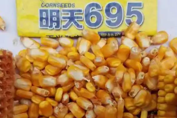 明天695的特征特性，生育期一般在109天左右