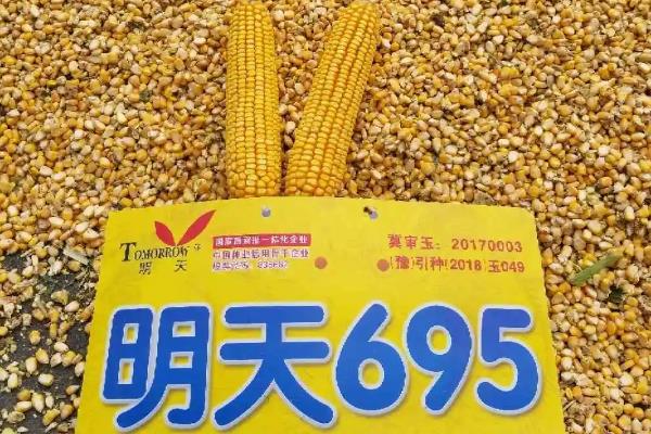明天695的特征特性，生育期一般在109天左右