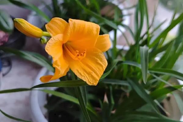 忘忧草的花语，寓意伟大的母爱、遗忘的爱等