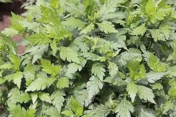 菊花脑如何种植，通常用种子繁殖
