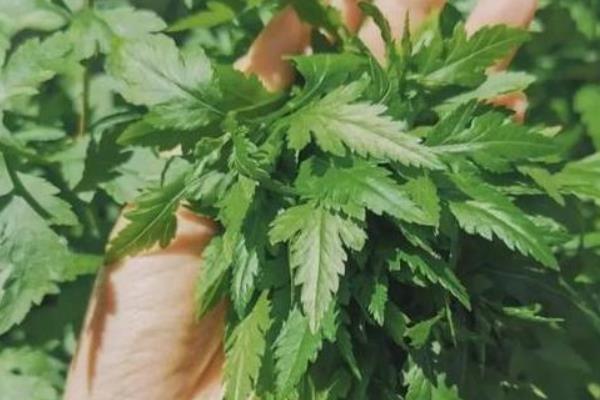 菊花脑如何种植，通常用种子繁殖
