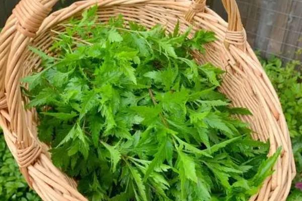 菊花脑如何种植，通常用种子繁殖