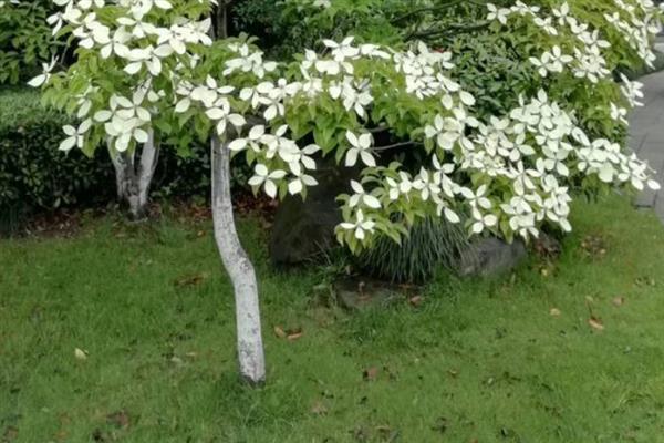 四照花的养殖方法，每年在树木开花发芽前进行施肥