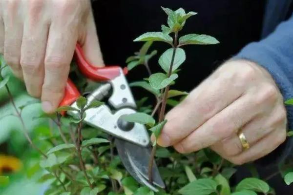 四照花的养殖方法，每年在树木开花发芽前进行施肥