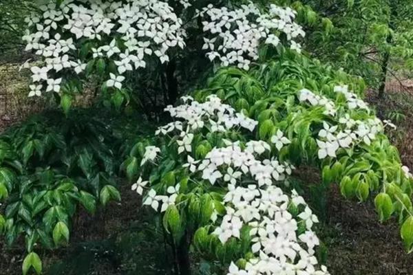 四照花的养殖方法，每年在树木开花发芽前进行施肥
