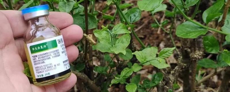 怎么使用咪鲜乙蒜素，以叶面喷施为主