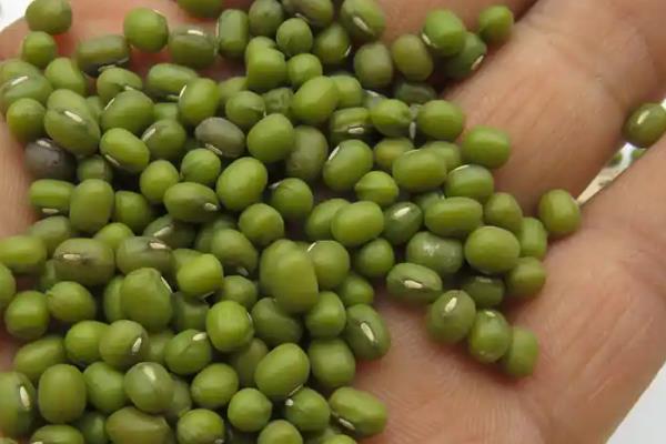 怎样让绿豆发芽，种子先放入60度的温水中浸泡两分钟