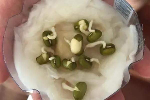 怎样让绿豆发芽，种子先放入60度的温水中浸泡两分钟
