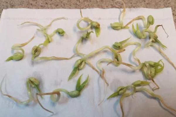 怎样让绿豆发芽，种子先放入60度的温水中浸泡两分钟