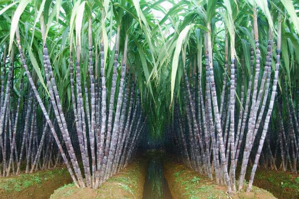 怎么种植甘蔗，春季种植时间为2月-4月