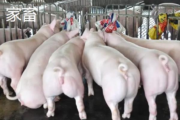 家畜和家禽有什么区别，类型、繁育速度和用处均不同