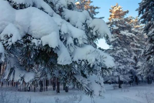 雪松树叶子的形状特点，它的叶子是针形的