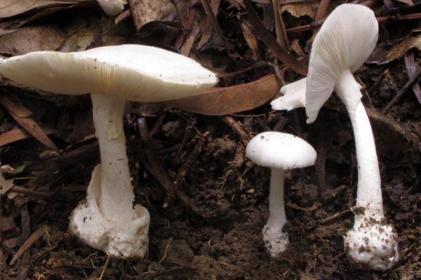 蘑菇有种子吗，蘑菇科菌类植物没有种子
