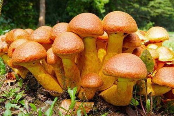 蘑菇有种子吗，蘑菇科菌类植物没有种子
