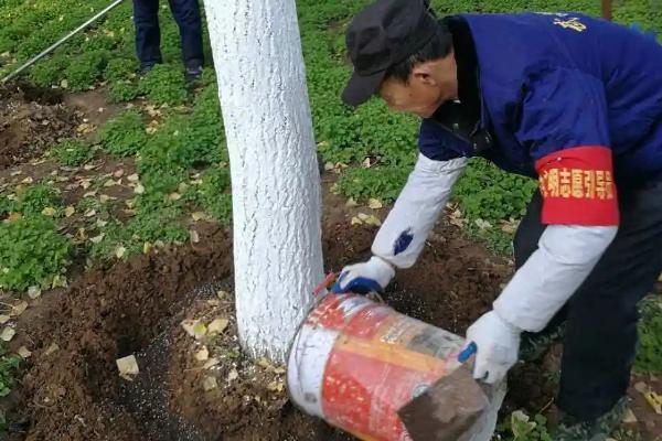 豆饼能否直接撒入地里，直接使用容易烧伤根系