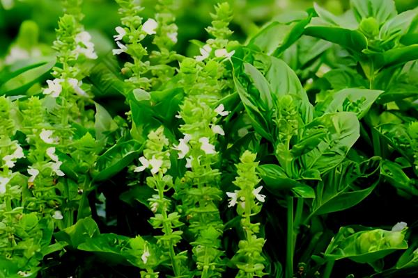 香草的种类，常见的有迷迭香、罗勒等