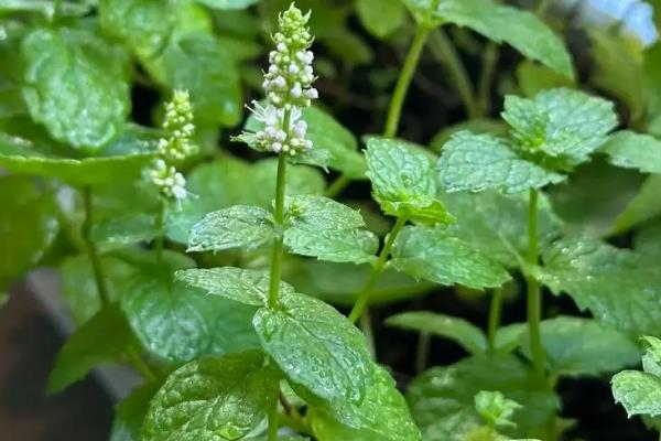 香草的种类，常见的有迷迭香、罗勒等